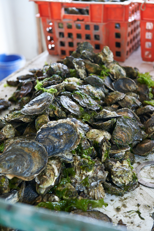 Heath_Robbins_Personal_2013-05-28_Island_Creek_Oysters_Seconds_463